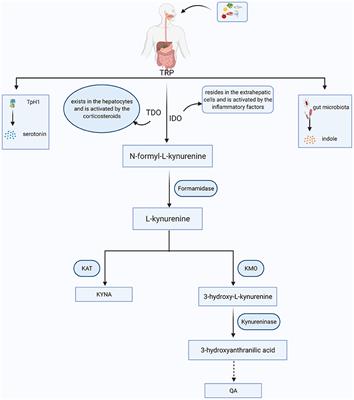 Involvement of Kynurenine Metabolism in Bipolar Disorder: An Updated Review